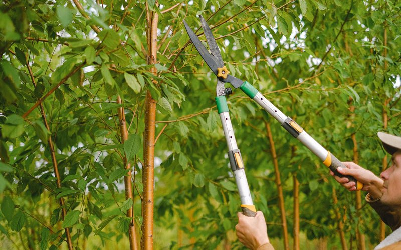 Tree trimming in West Union, IL